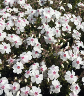 Phlox subulata 'Amazing Grace'